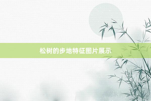 松树的步地特征图片展示